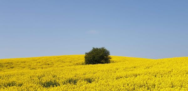 Ett träd i Klågerup